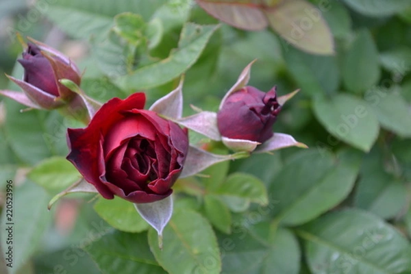 Fototapeta Rosenblüte rot als Nahaufnahme