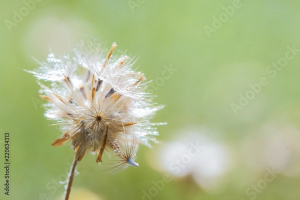 Fototapeta Beautiful white dandelion flowers.