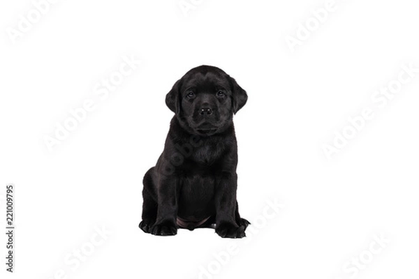 Fototapeta 5 week old labrador puppy isolated on a white background sitting