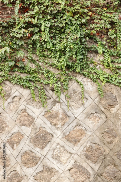 Fototapeta Fragment of a stone wall with a curly plant