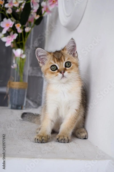 Fototapeta kitten cat scottish straight, lop-eared fluffy, animal