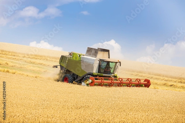 Fototapeta modern harvester during harvest of wheat on sunny day