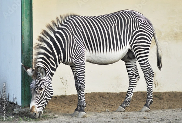 Fototapeta zebra in the zoo