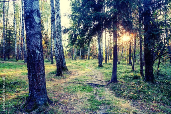 Fototapeta beautiful bright sunset in a wild forest, beautiful scenery, natural background and texture