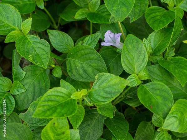 Fototapeta small purple flower in green leaf background