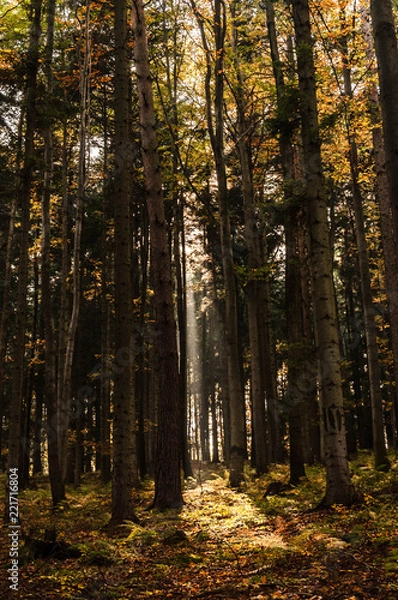 Fototapeta Inside the forest