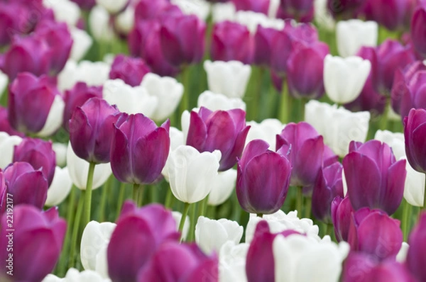 Fototapeta White and purple tulips