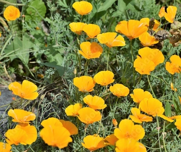 Fototapeta fleurs