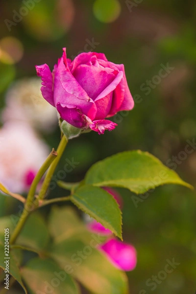 Fototapeta Purple rose, close-up