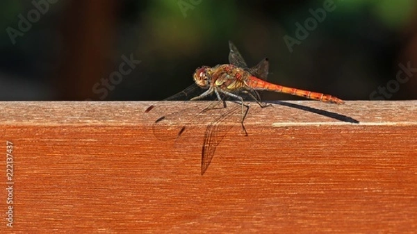 Fototapeta Große Heidelibelle (Sympetrum striolatum)
