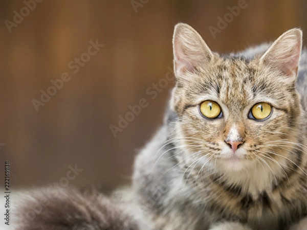 Fototapeta Close-up of a Tabby Cat