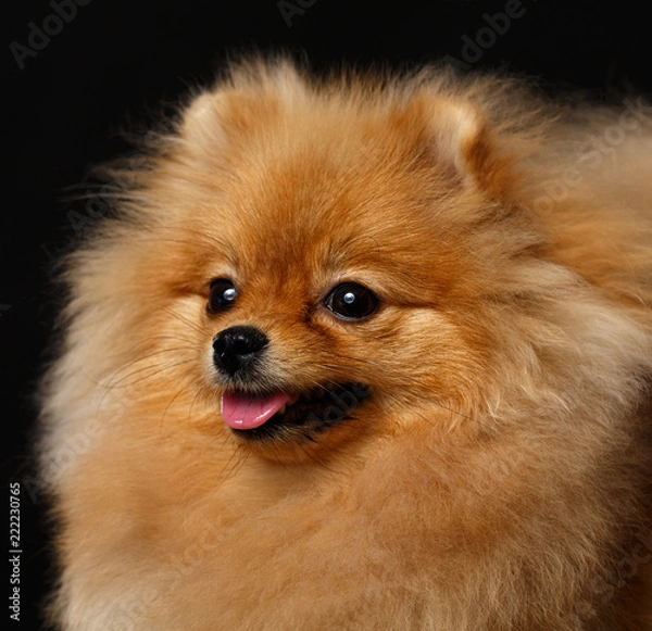 Obraz Pomeranian spitz Dog on Isolated Black Background in studio