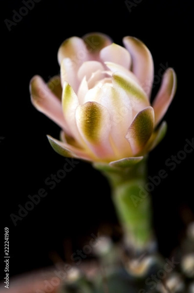 Fototapeta Gymnocalycium mihanovichii flower on black background.