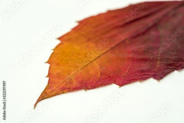 Fototapeta Dry burgundy-yellow leaf on a white background.