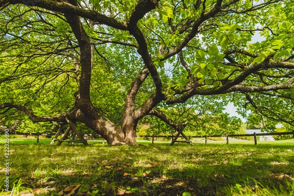 Obraz Botanischer Garten Solingen: Trompetenbaum
