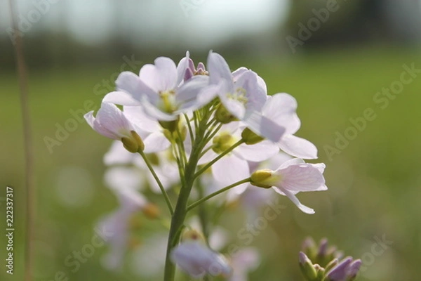 Fototapeta Frühlingsblüte