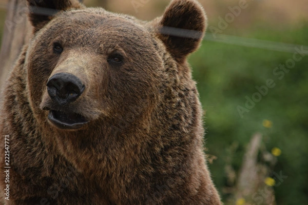 Fototapeta Brown Bear