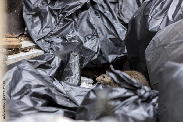 Fototapeta One wet brown mice Emerging among the black garbage bags on the damp wet area with dark eyes, black eyes catching us. Selective focus.