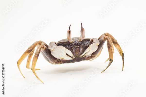 Fototapeta Horn-eyed ghost crab Ocypode ceratophthalmus form Phuket Thailand