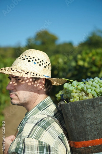 Fototapeta Vintager harvesting grapes