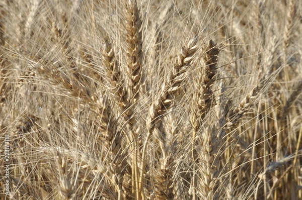 Fototapeta barley