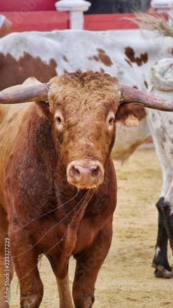 Fototapeta Toro de Lidia