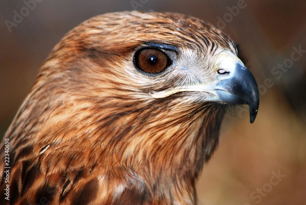 Fototapeta falcon