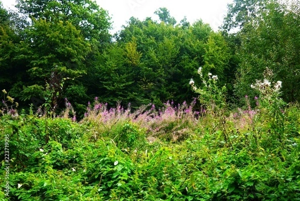 Fototapeta pink wildflower meadow in forest clearing 