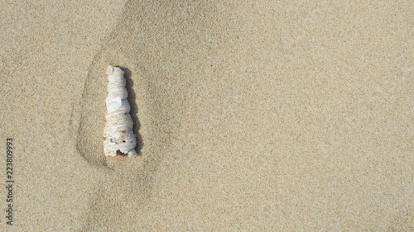 Fototapeta shellfish on the beach