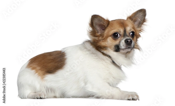 Fototapeta Chihuahua, 16 months old, lying in front of white background