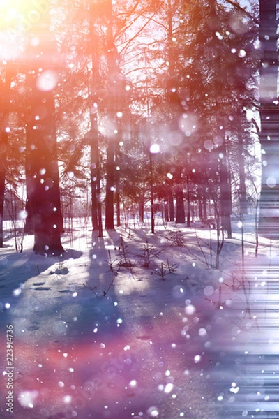 Fototapeta Winter forest on a sunny day. Landscape in the forest on a snowy