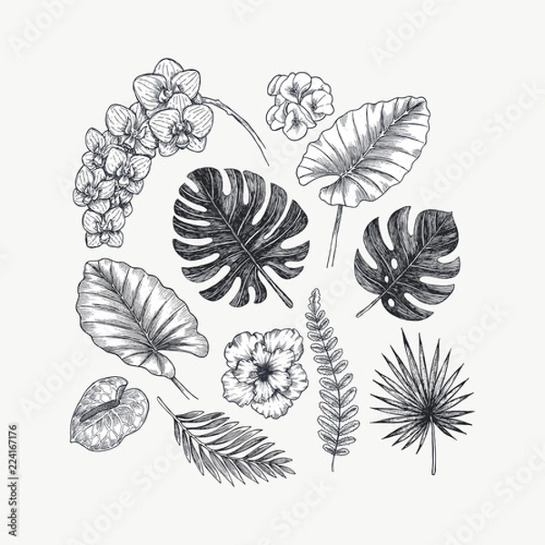 Obraz Exotic flowers and leaves collection. Design kit. Botanical vintage illustration. Vector illustration