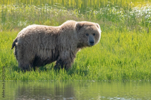 Obraz Coastal brown bear (Ursus arctos) in standing in grass meadow in Lake Clark National Park, Alaska