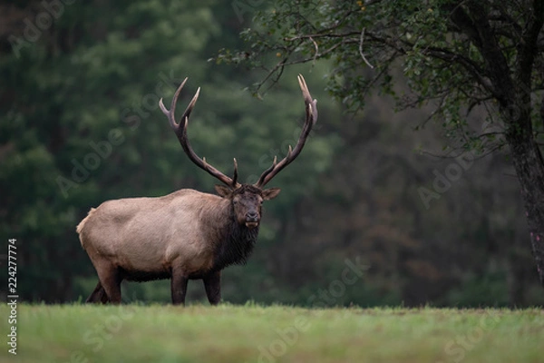 Fototapeta Portrait of Elk in Forest