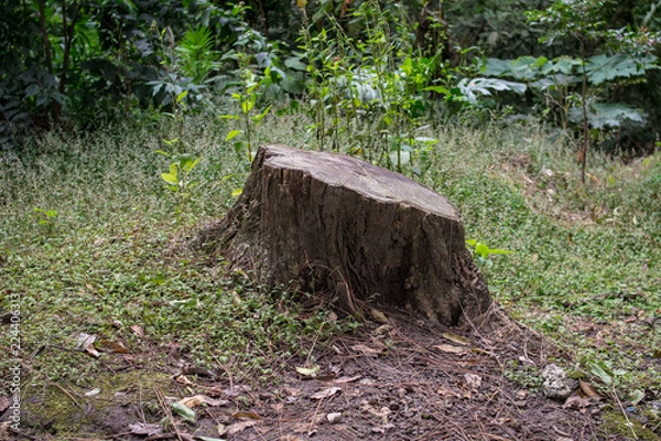 Fototapeta the trunk of a tree with roots that was cut