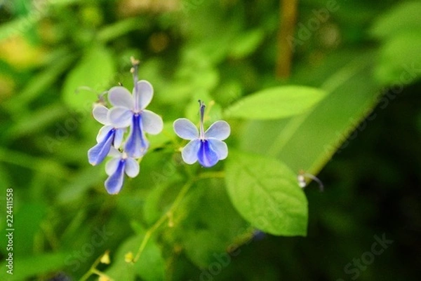 Obraz flower butterflies