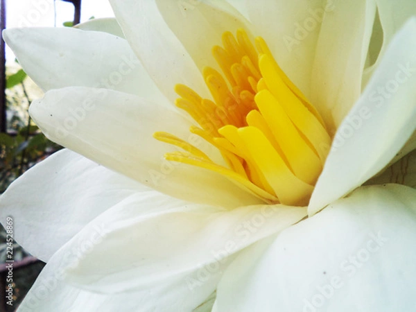 Fototapeta Close up of a white lotus flower