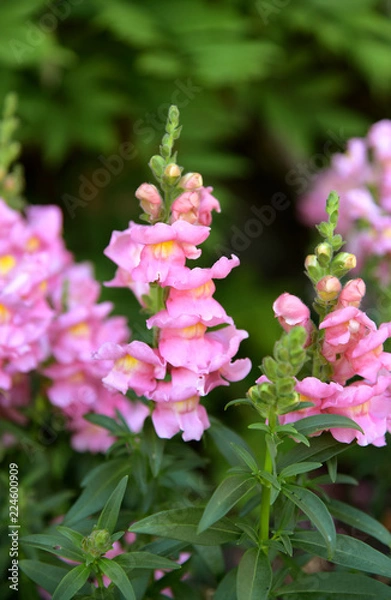 Fototapeta Many Snapdragon Plants in the garden with green leaf background.