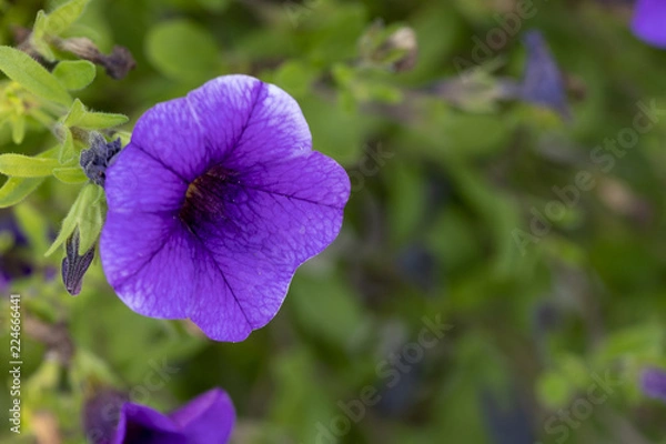 Fototapeta A purple Petunia with greens in the background