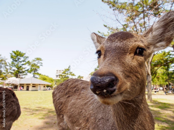 Fototapeta Wide closeup of a young sika deer (Cervus nippon) waiting to be fed by tourists at Nara Park on a sunny spring day. Nara, Japan. Travel and tourist attractions.