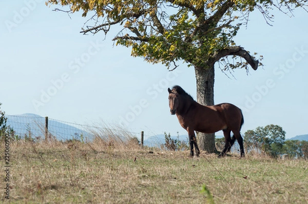 Obraz portrait of brown horse grazing in a meadow