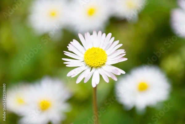 Obraz daisies