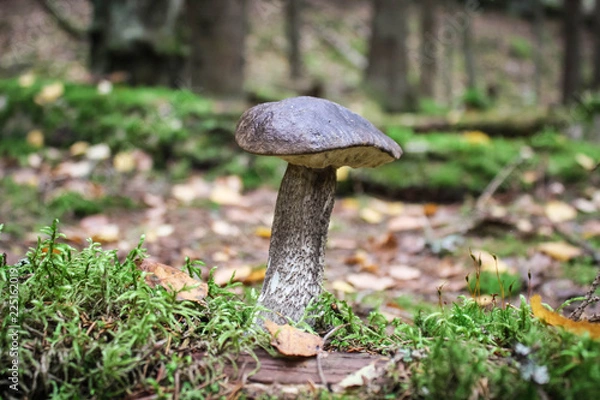 Fototapeta Mushroom brown cap boletus in the autumn forest