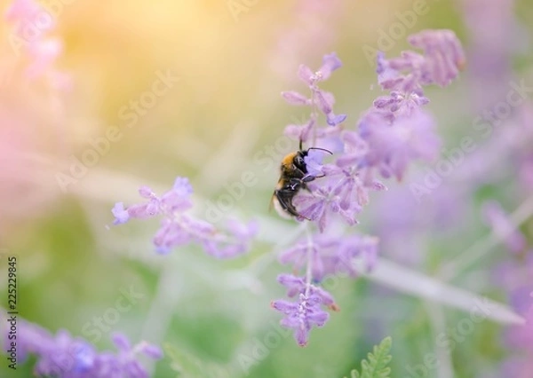 Fototapeta Bumblebee collecting pollen on purple flower blurred background