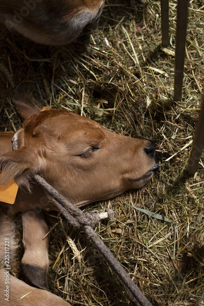 Fototapeta A calf is sleeping with the tongue out