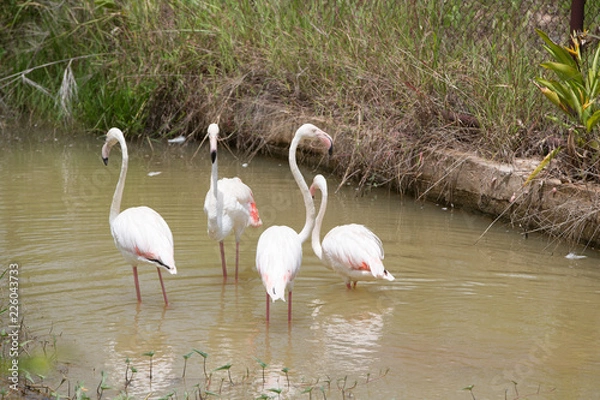 Fototapeta Pink flamingos in khonken zoo