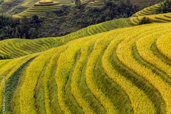 Fototapeta Terraces rice