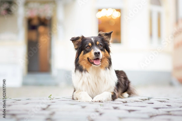 Fototapeta australian shepherd in the city in front of a cafe