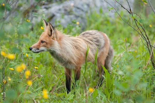 Fototapeta Red fox in wildflowers