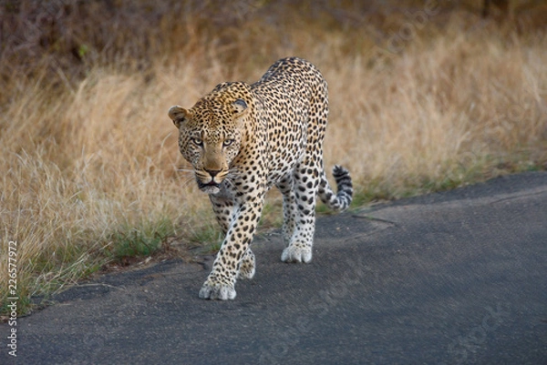 Fototapeta libbard on the road in krueger national park south africa 